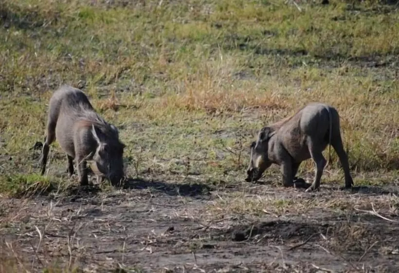 هتل Sedudu Mobile Camp