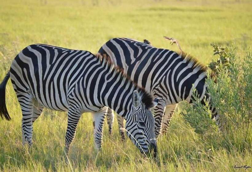 Отель Sedudu Mobile Camp