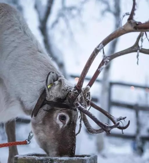 Отель Tankavaara Gold Village