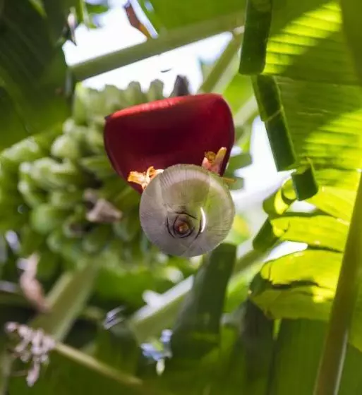 هتل Mon Choisy Beach R