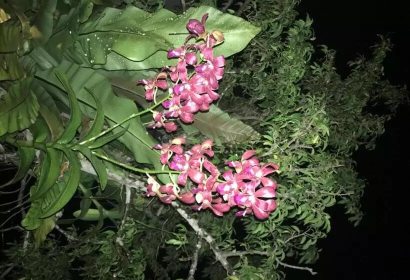 بنسيون Silvikris Villa