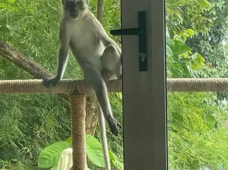 ホテル Myrus Resort Langkawi