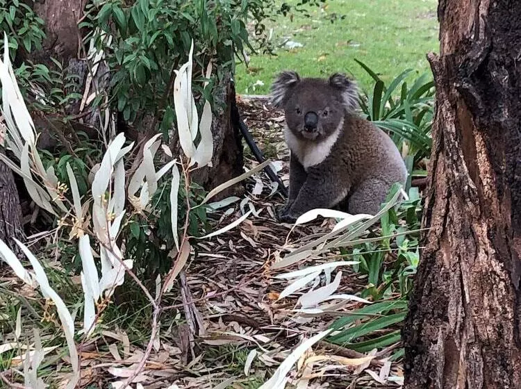 בית מלון כפרי Ingenia Holidays Murray Bend