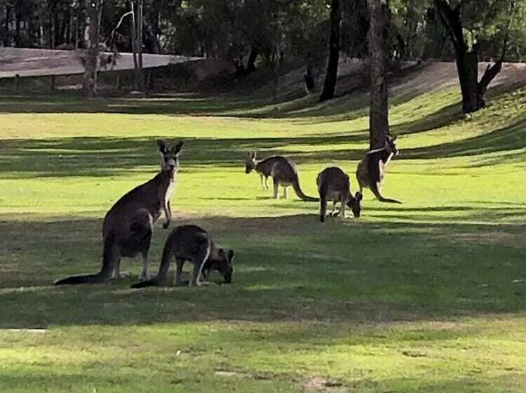 בית מלון כפרי Ingenia Holidays Murray Bend