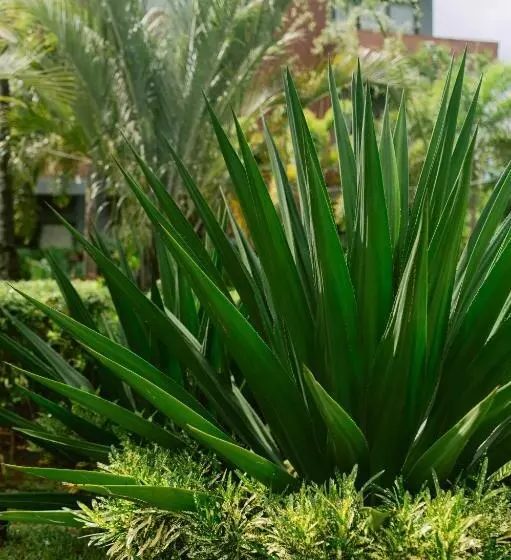 Hotelli Nacpan Beach Resort Managed By H Hospitality Group