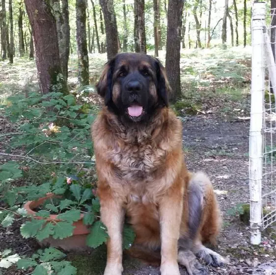 Bed and Breakfast La Villa Les Pins