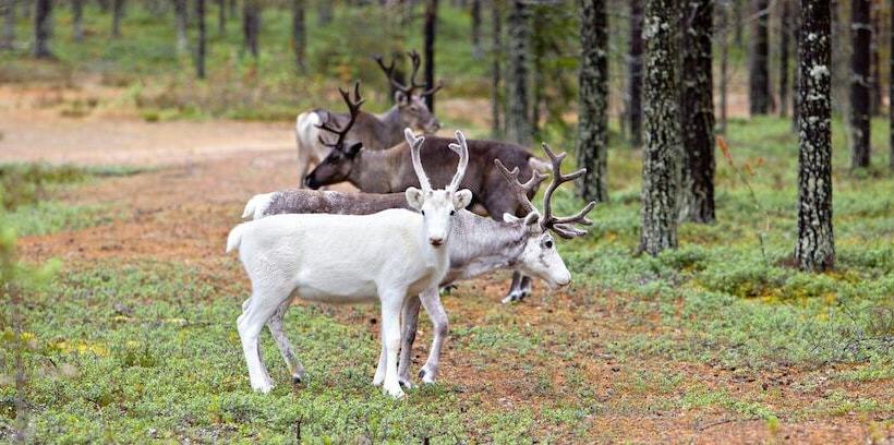 هتل Holiday Club Kuusamon Tropiikki