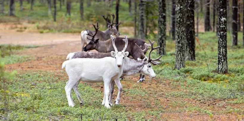 هتل Holiday Club Kuusamon Tropiikki