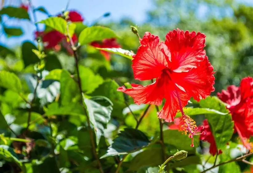 هتل The Resort At Marble Hill