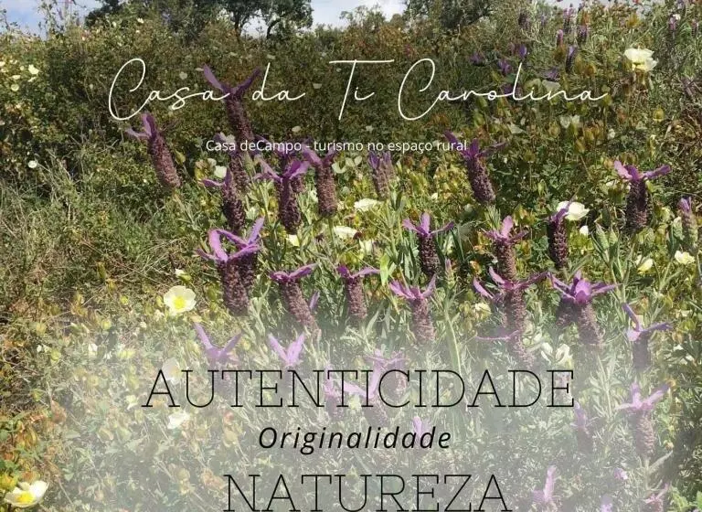 ホテル Casa Da Ti Carolina