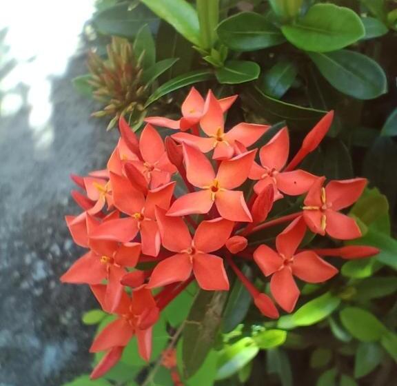 リゾートホテル Lucky Bungalows Koh Mook