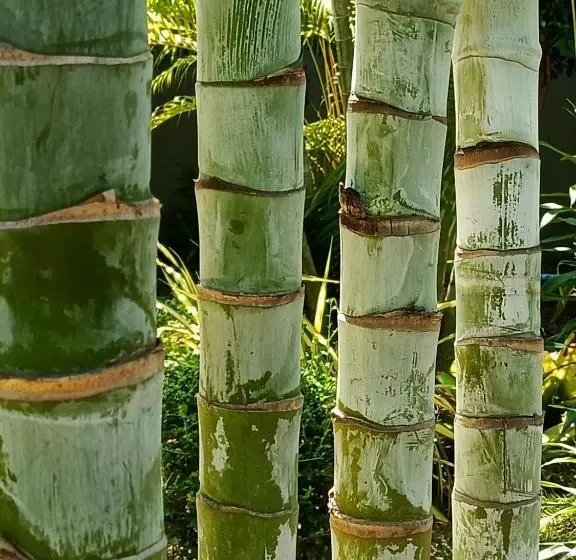 リゾートホテル Lucky Bungalows Koh Mook