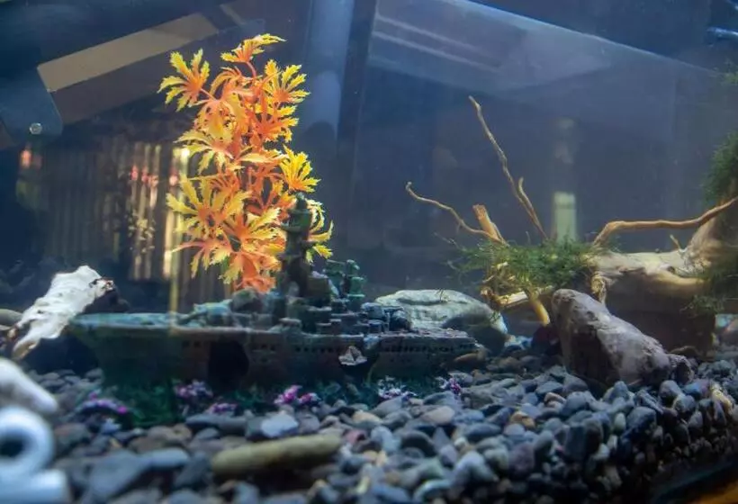 هاستل Las Carmelas, Airport Juan Santamaría, Alajuela, San José