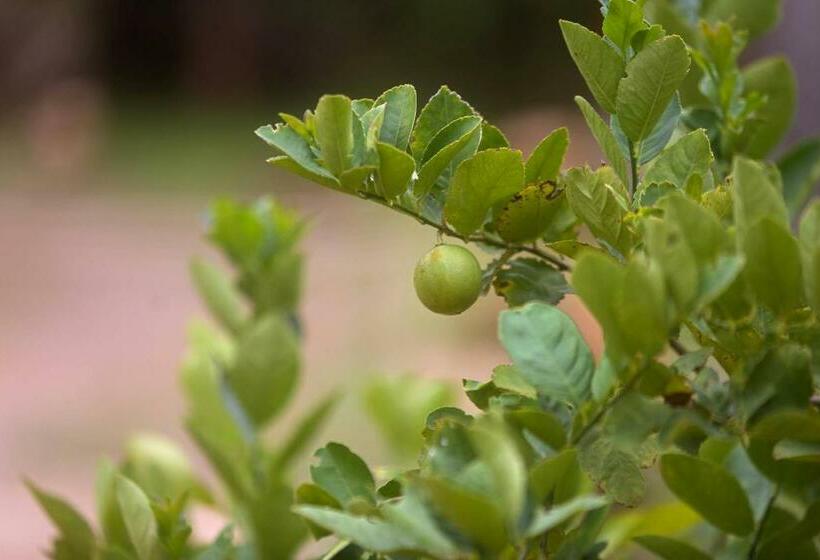 The Mastodon Valley Safari Resort