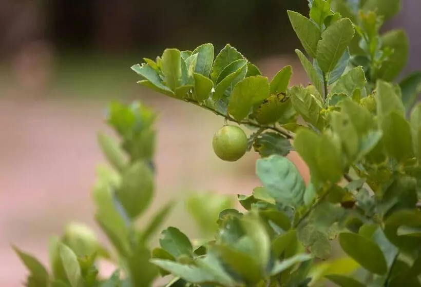 The Mastodon Valley Safari Resort