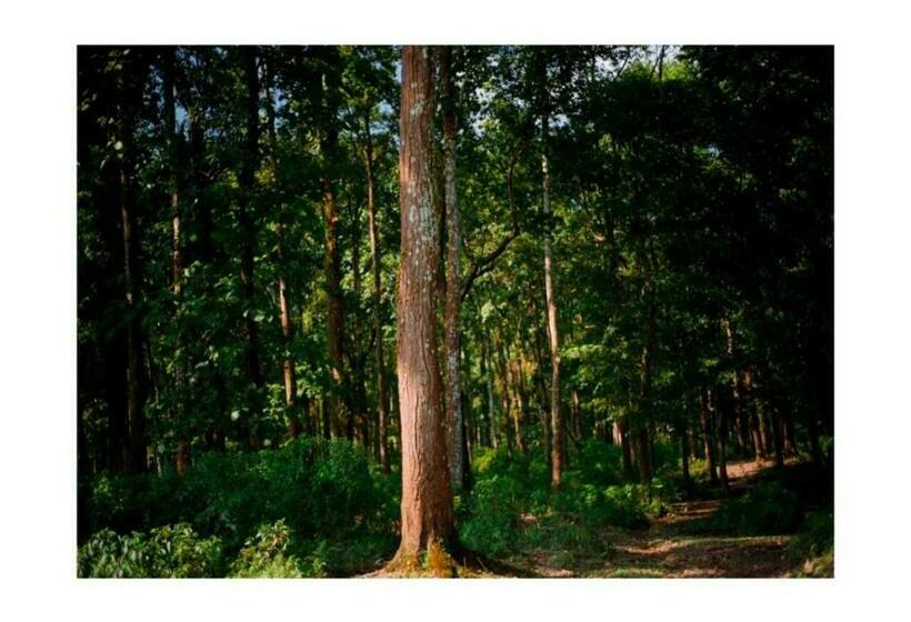 Hotell Aranyabas Homestay Chilapata