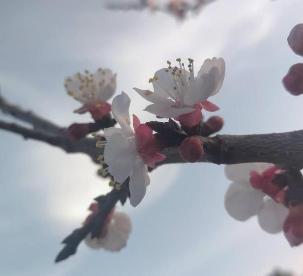 Hotel Agriturismo B&b Li Massari