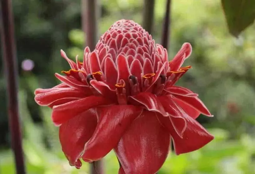 Aamiaismajoitus (B&B) Casita Lidia Bijagua