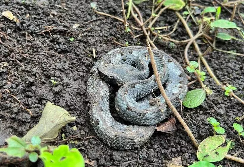 Aamiaismajoitus (B&B) Casita Lidia Bijagua