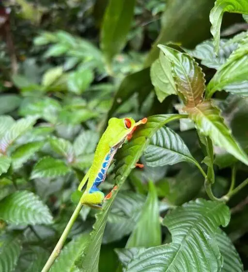 Aamiaismajoitus (B&B) Casita Lidia Bijagua