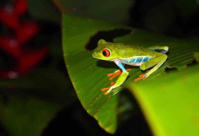 ベッドアンドブレックファースト Casita Lidia Bijagua