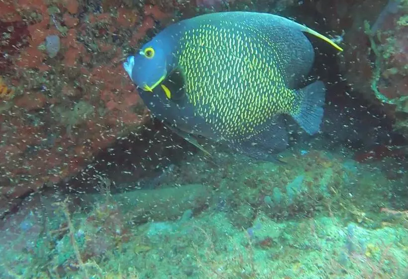 هتل Dive Center Portobelo