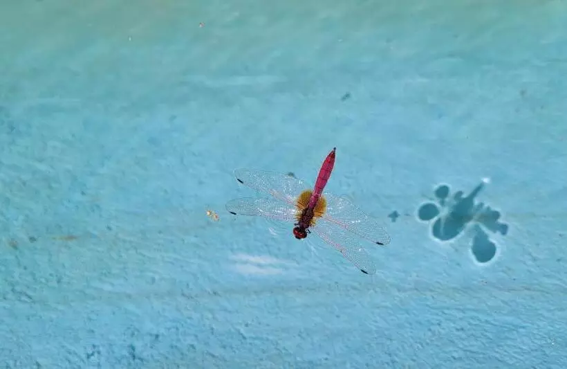 The Dandelion   Colonels Jungle Resort