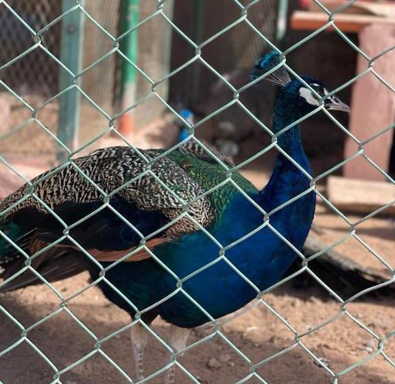 膳宿费 Jnane Nina