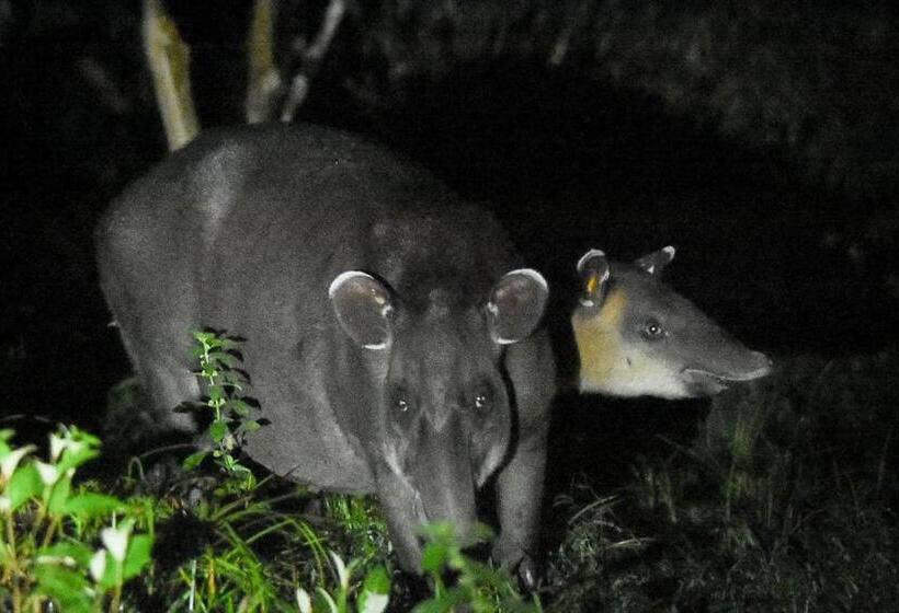 住宿加早餐  Posada Rio Celeste In