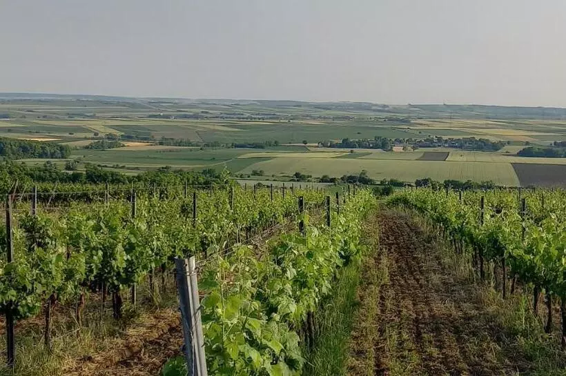 Pensiune Winzerhof Fleischmann