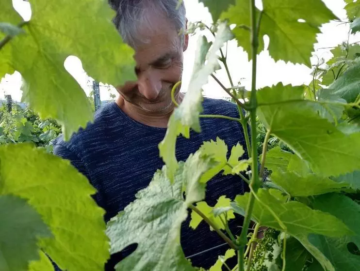Pensiune Winzerhof Fleischmann