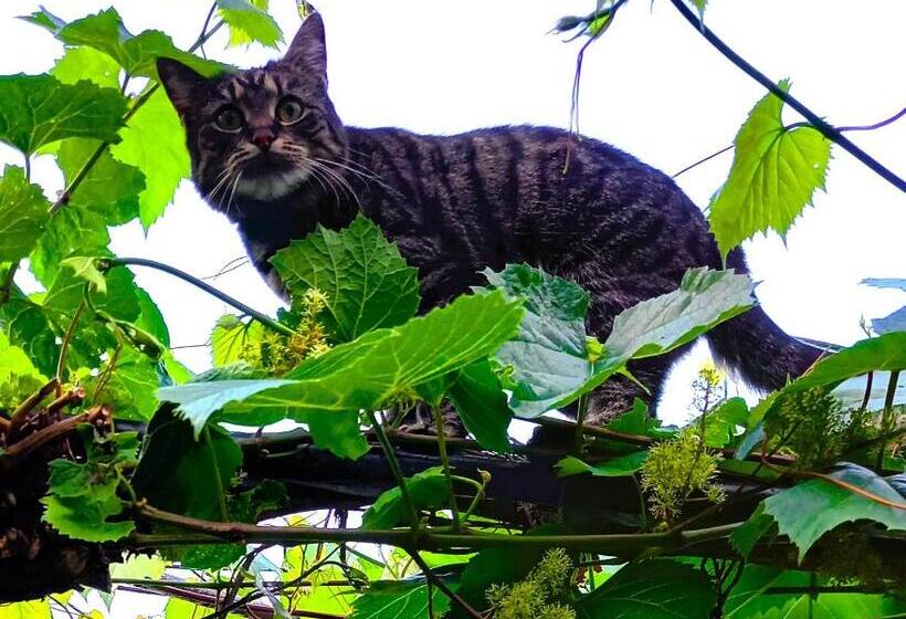 膳宿费 Winzerhof Fleischmann