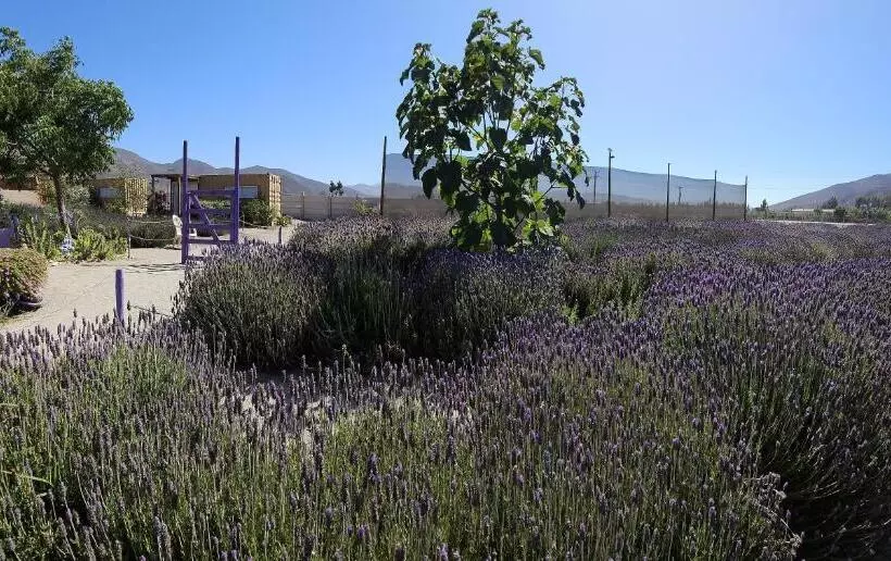 ベッドアンドブレックファースト Lavanda Del Valle