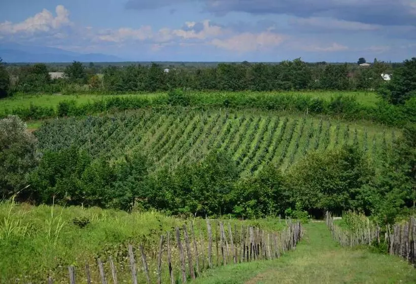 تختخواب و صبحانه Zaali S Wine Cellar