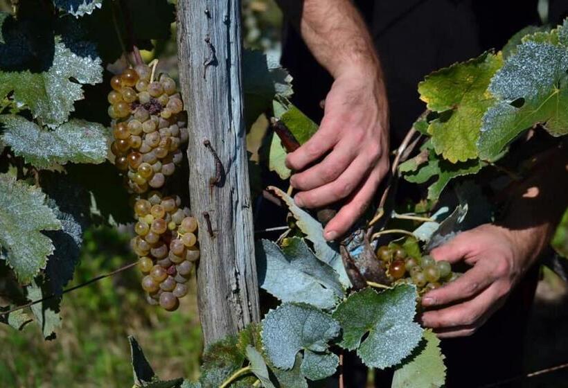 تختخواب و صبحانه Zaali S Wine Cellar