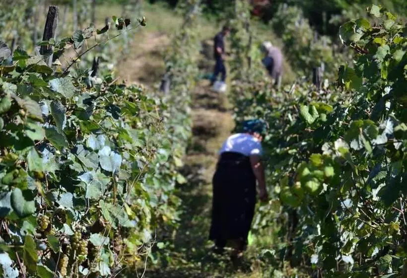 تختخواب و صبحانه Zaali S Wine Cellar