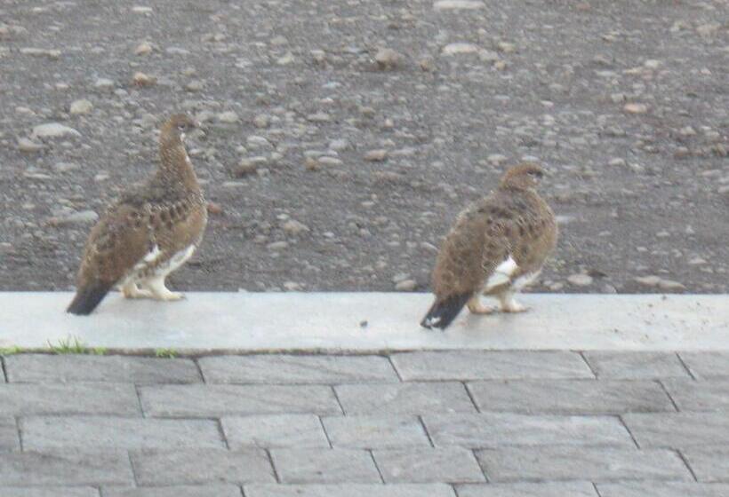 هتل Hofsstadir Farmhouse