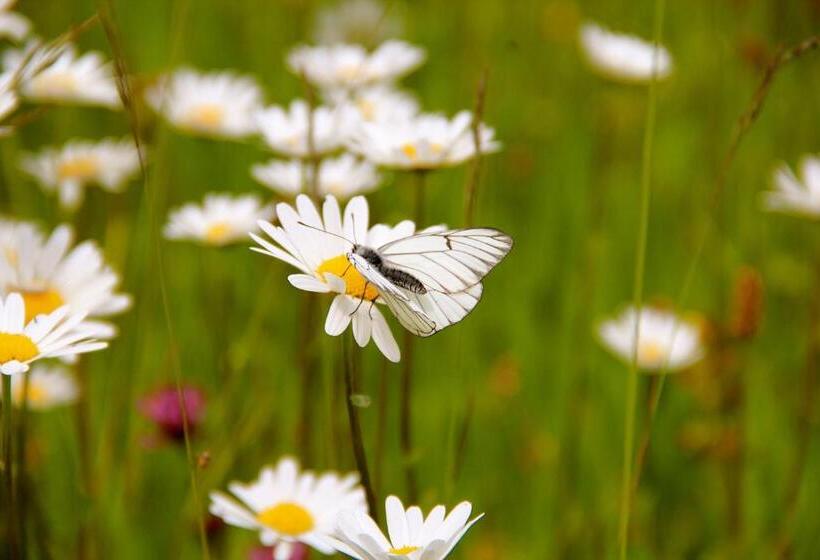 Пансион Landhaus Sonnentau