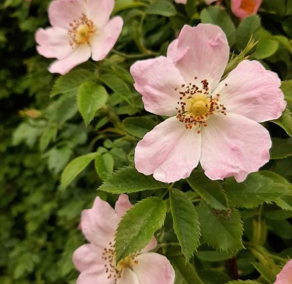 膳宿费 Dům U šípku