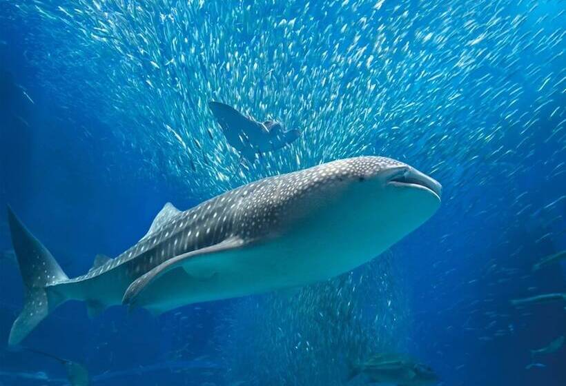 Osaka Guesthouse Hive   Hostel