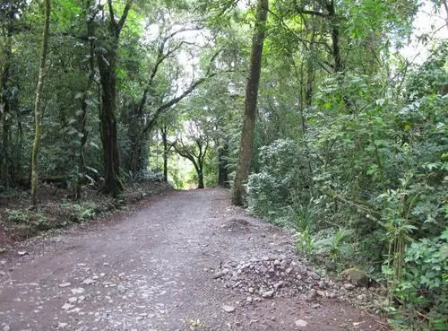 Hotel El Bosque Monteverde