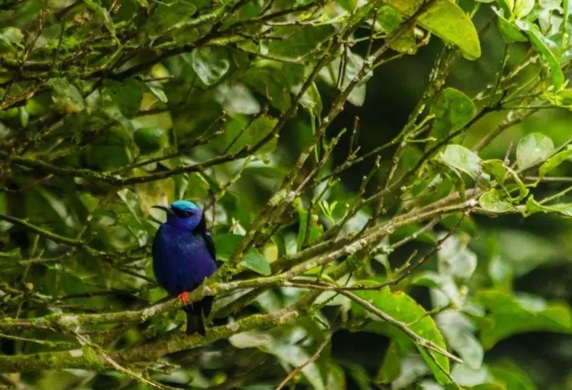 Hotel El Bosque Monteverde