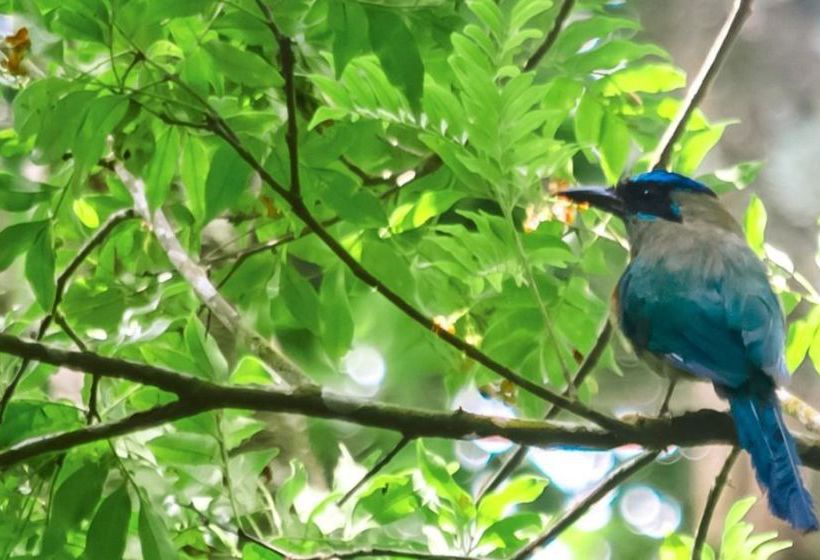 호텔 El Bosque Monteverde