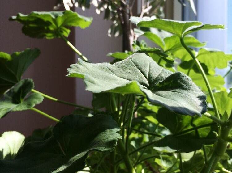 בית מלון כפרי L Garvaren