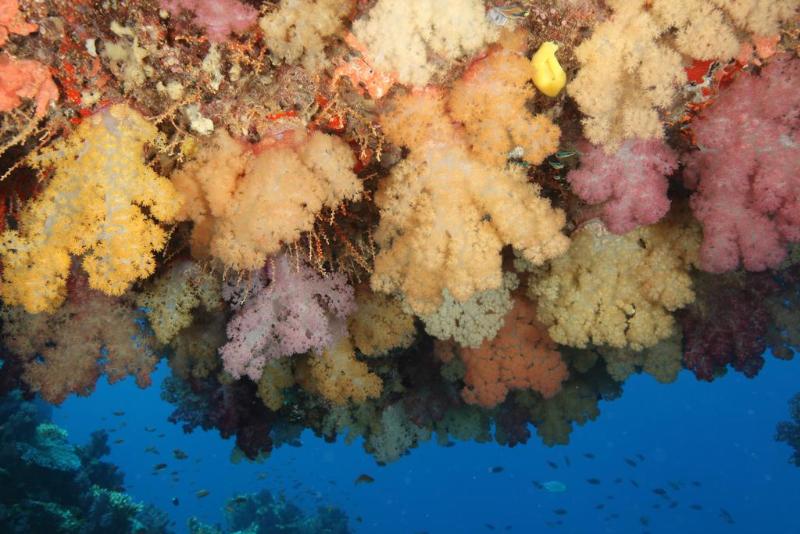 Szálló Maravu Taveuni Lodge