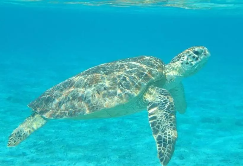 펜션 Guesthouse Iyonchi