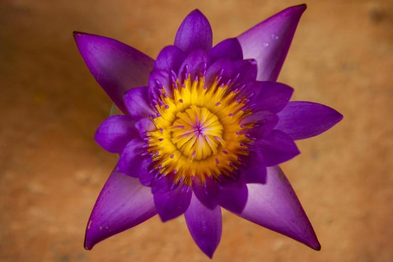 צימר Mango House   Galle Fort