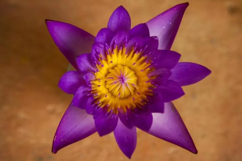 Bed and Breakfast Mango House Galle Fort