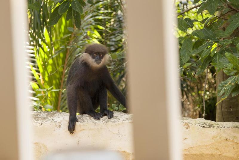 צימר Mango House   Galle Fort