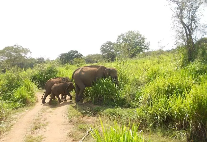 בית מלון כפרי Shanith Guesthouse Negombo